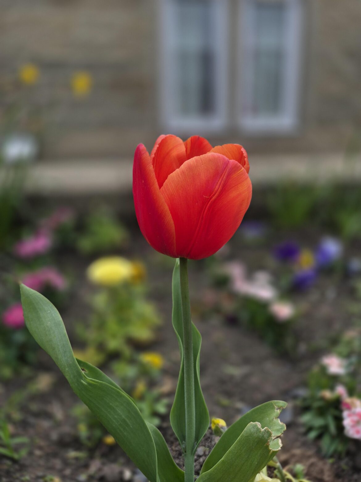 Tulip