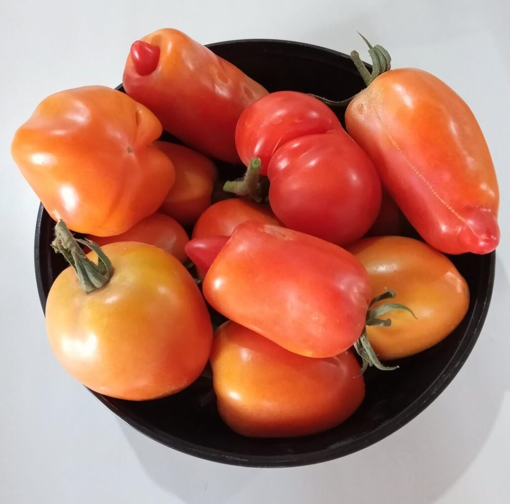 I'll still harvesting from My tomato crop, this is crazy