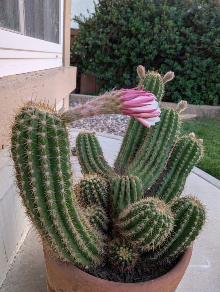 I've never had a cactus before and it's the first time I'm seeing this huge flower. I wanted to share!