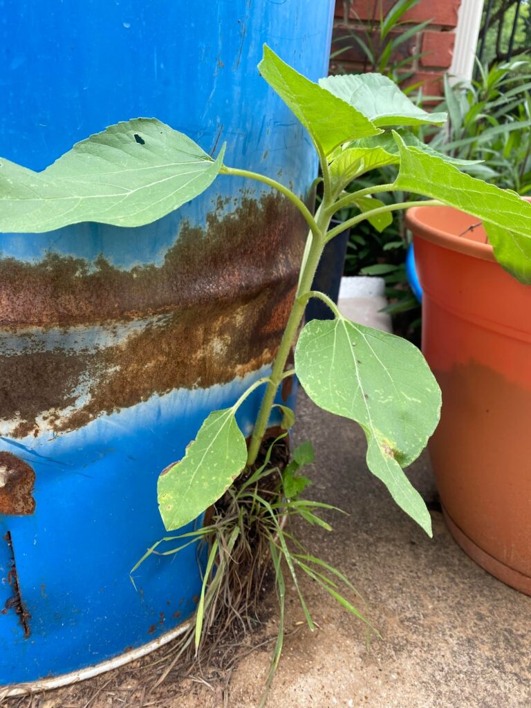 What’s growing out of my compost bin? What’s growing out of my compost bin?