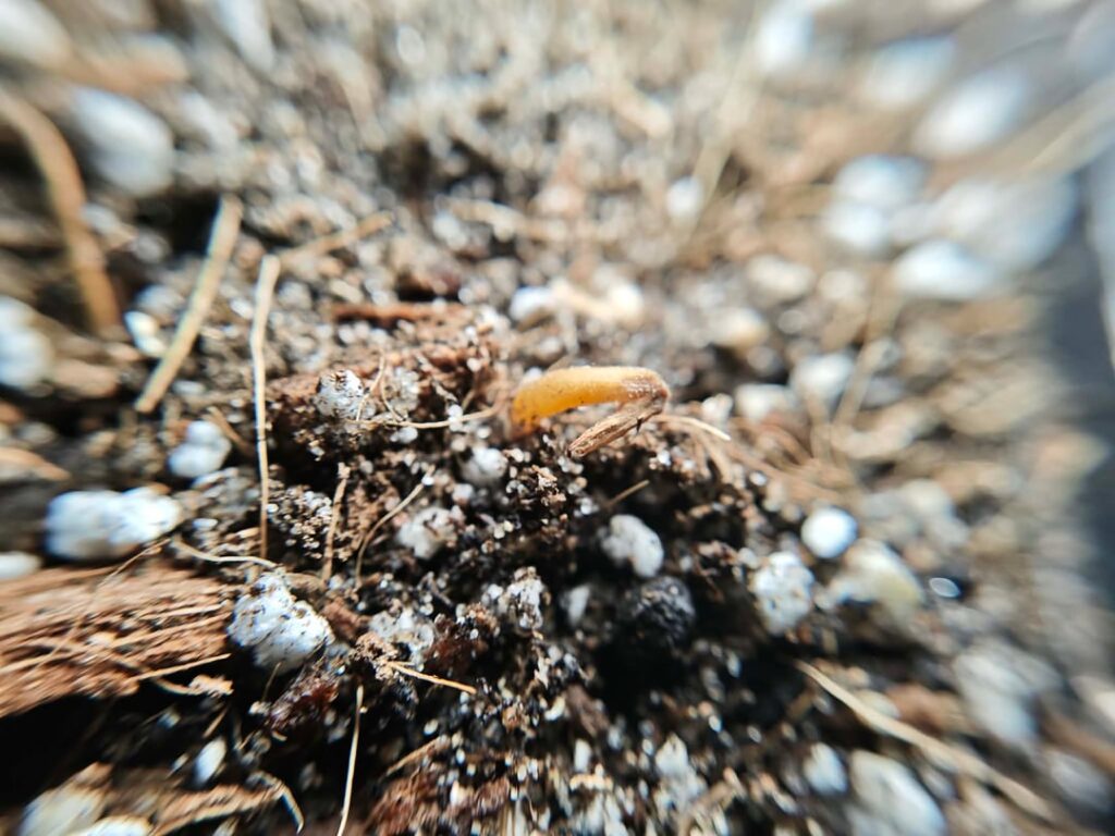 Jackfruit seedlings help