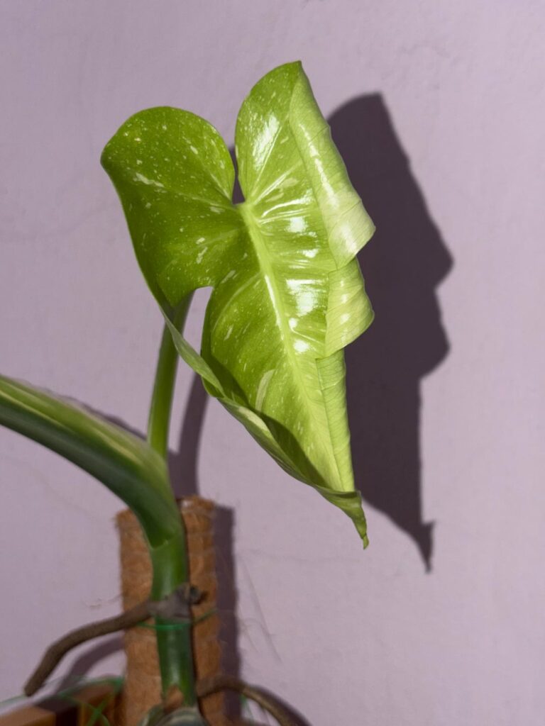 hello spring 🌱
