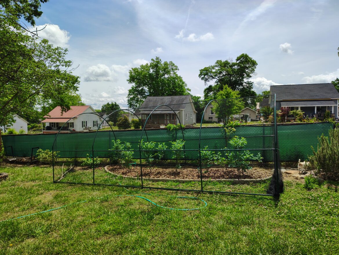 Blueberries and a raspberry. Hard to see the nylon netting.
