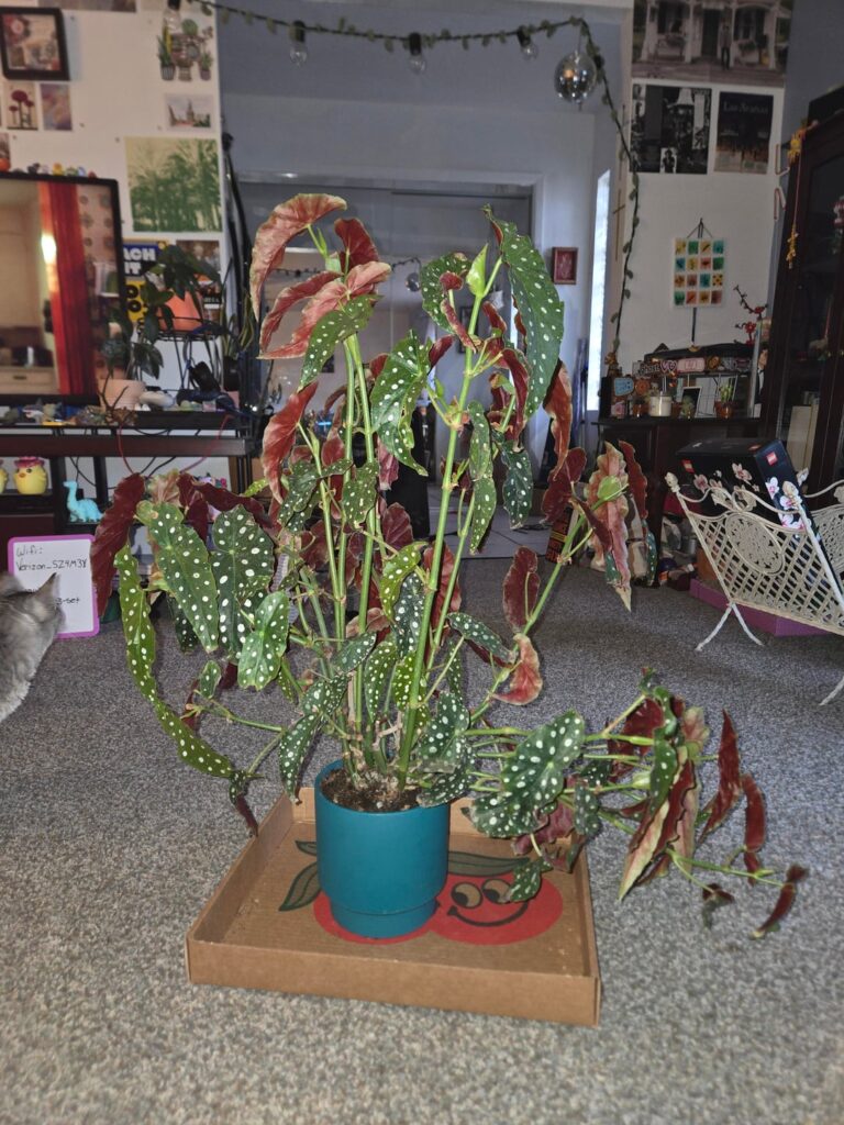 GF watered plant and the drooping is worse GF watered plant and the drooping is worse