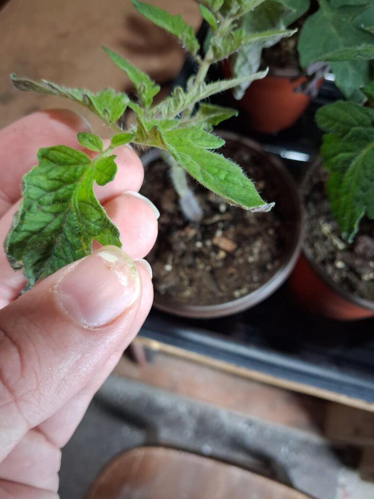 Not sure whats happening to these young tomatos Not sure whats happening to these young tomatos