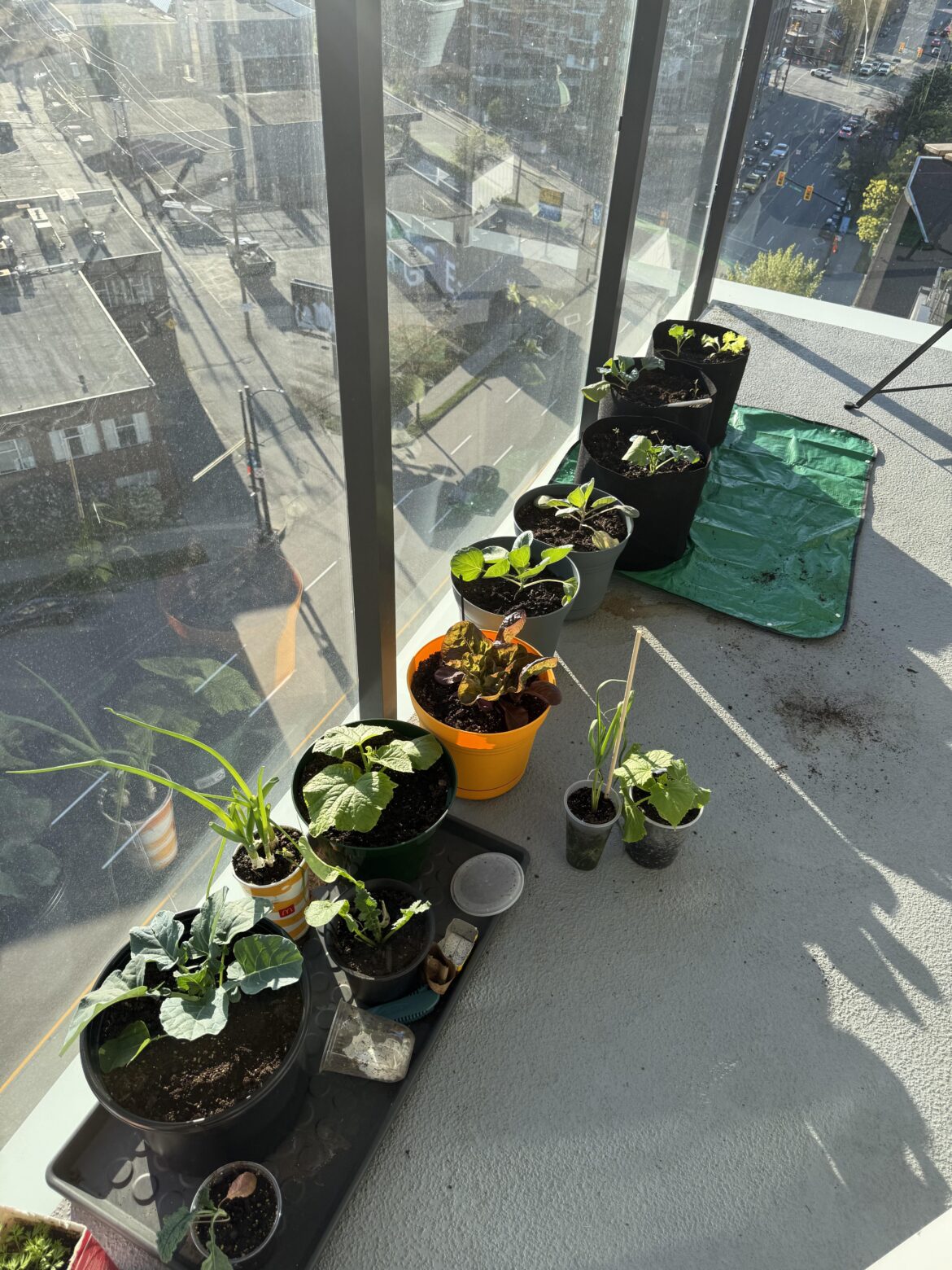 What do you think about my garden!