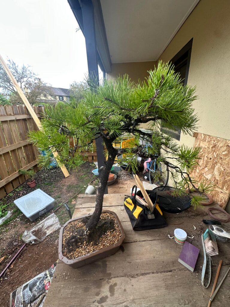 Secondary repot- Virginia pine yamadori