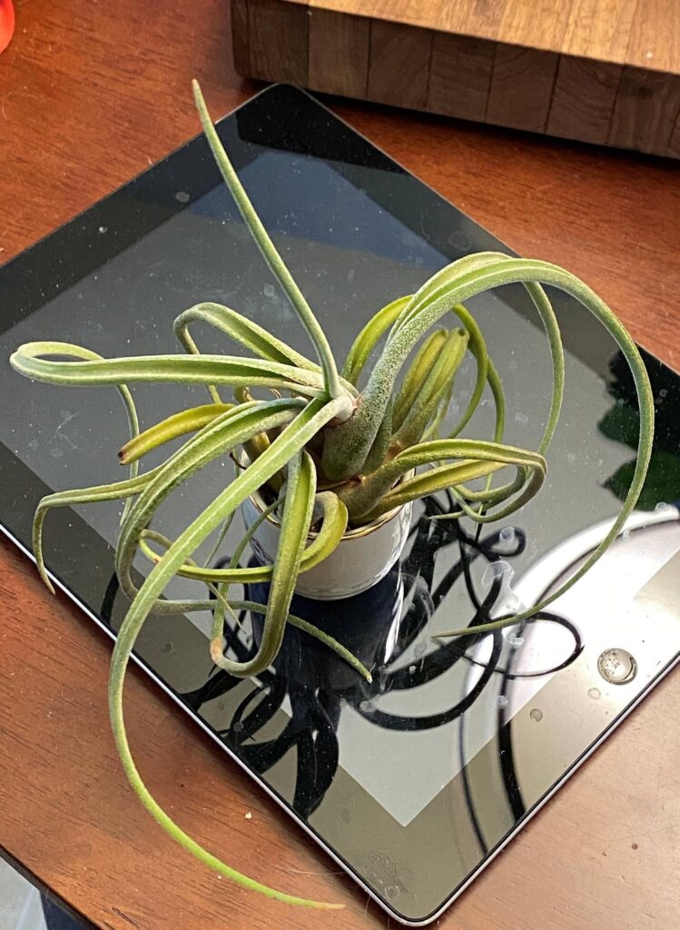 T caput-medusae weekly update T caput-medusae weekly update