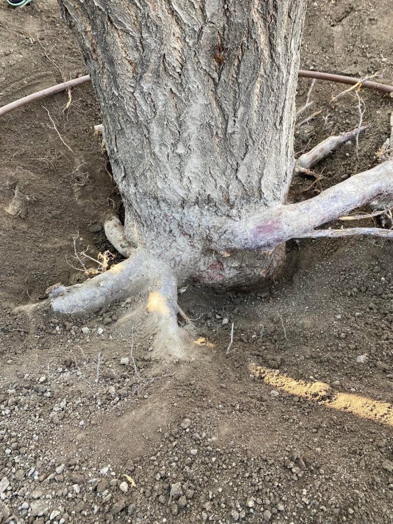 Help settle a debate: is the root flare exposed