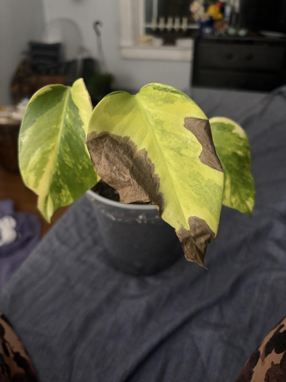 Please help my Monstera Aurea is sick :-(