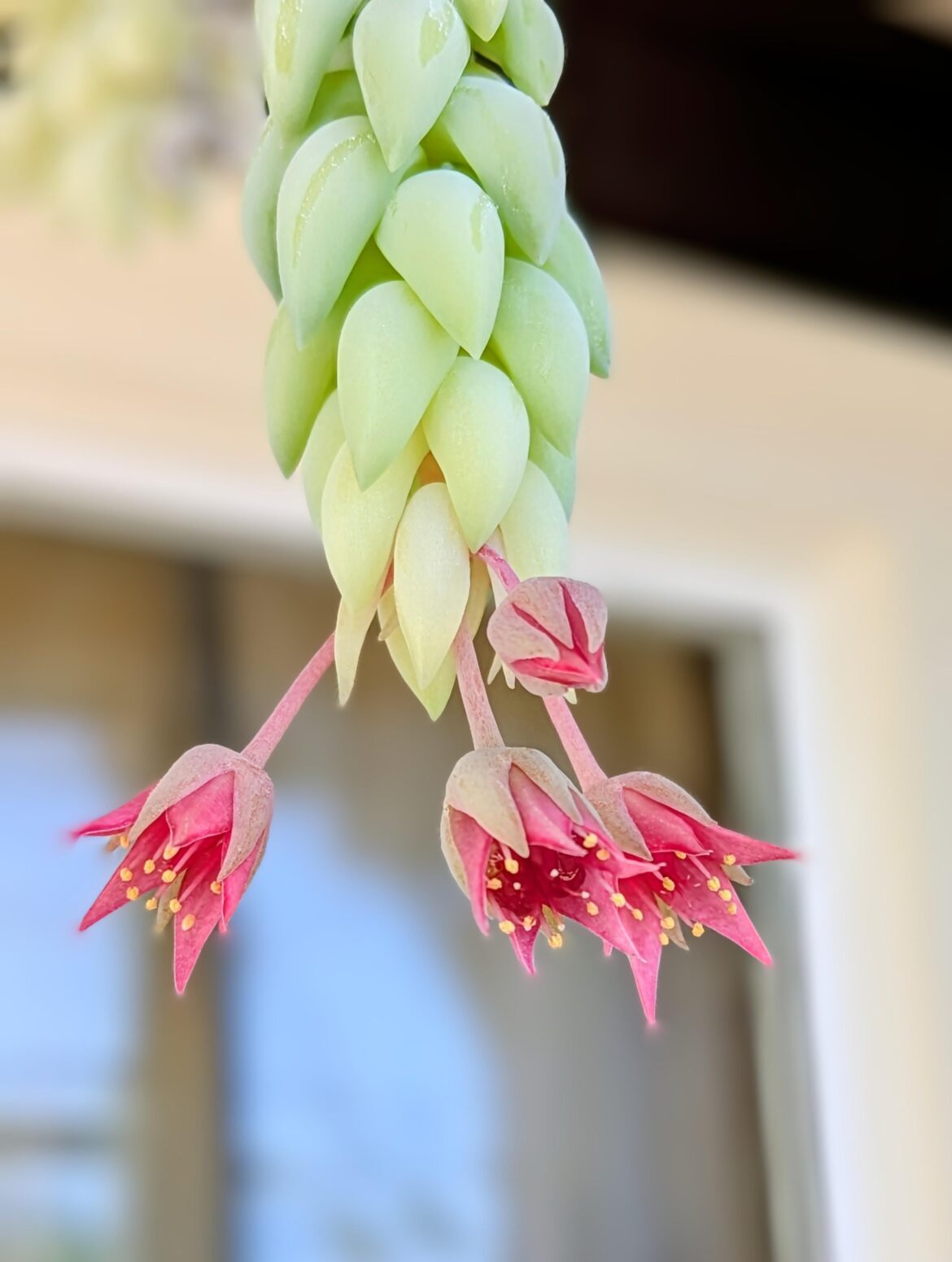 Flowering!!