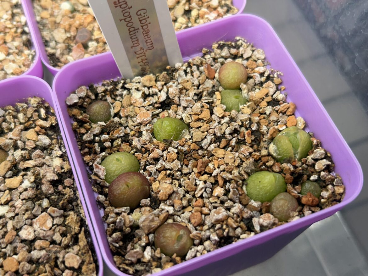 Gibbaeum cryptopodium getting eepy 😴💚
