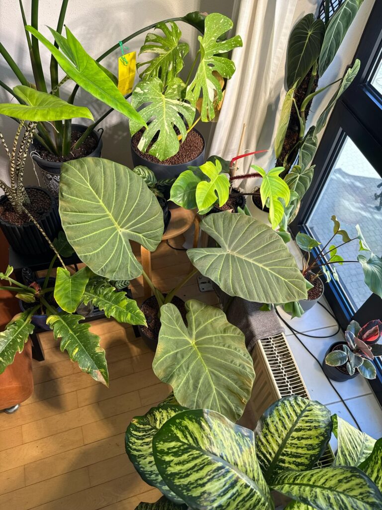 Leaf died before getting born :(