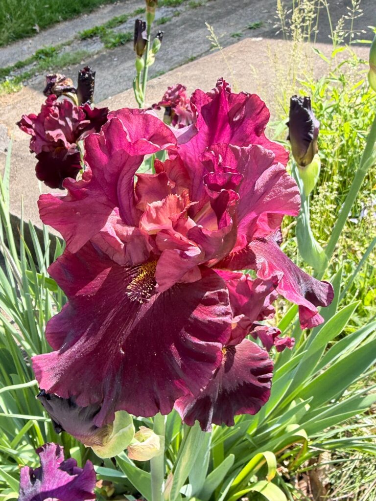 ID Please! Seen in my neighborhood and now I want them. Some type of Iris?
