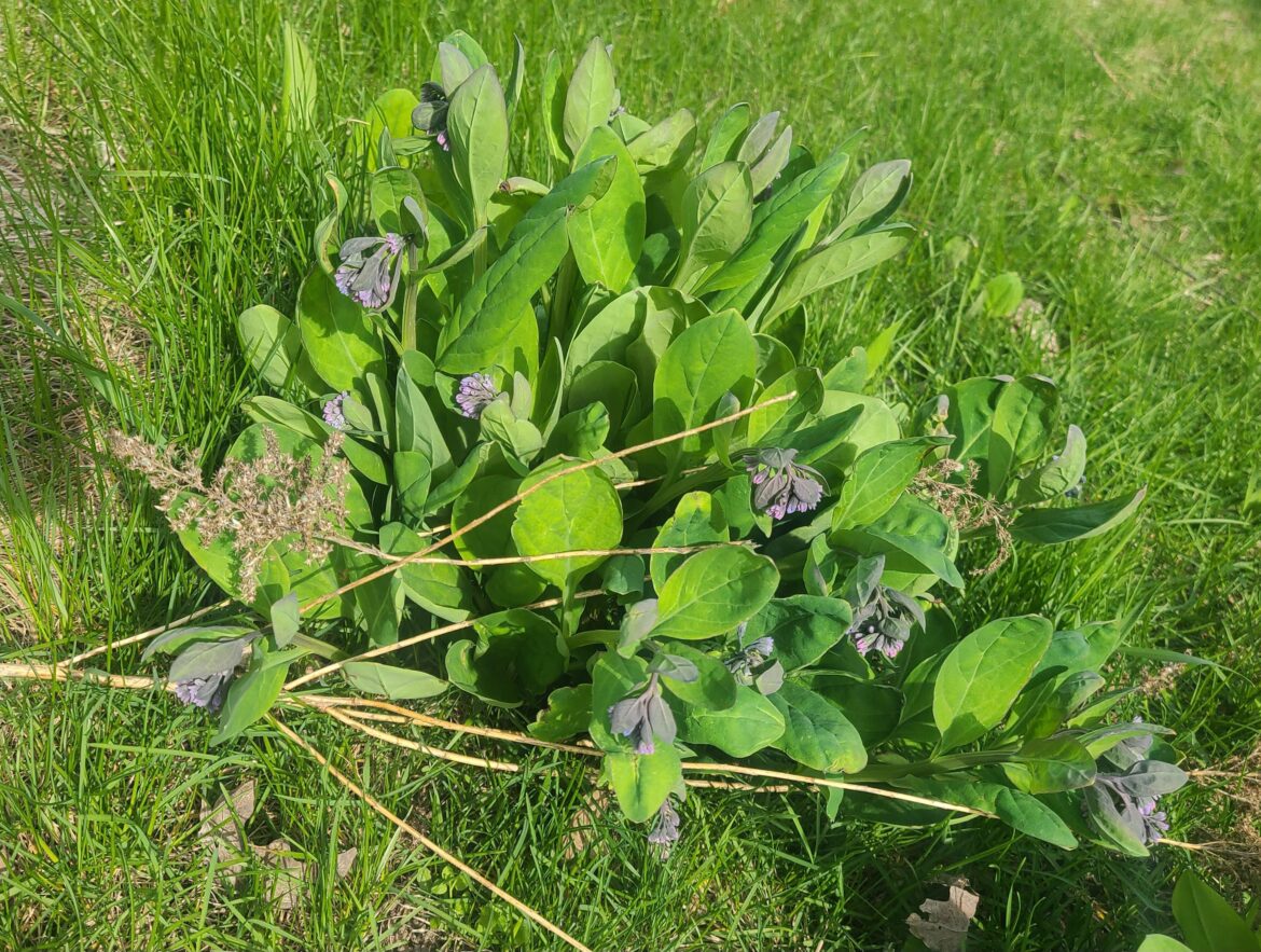 Virginia bluebells just growing in full sun in a lawn.