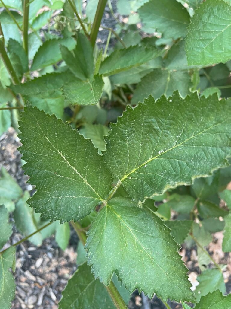 Zone 8. Growing next to my blackberries but it does not bear flowers or fruit. What is it?