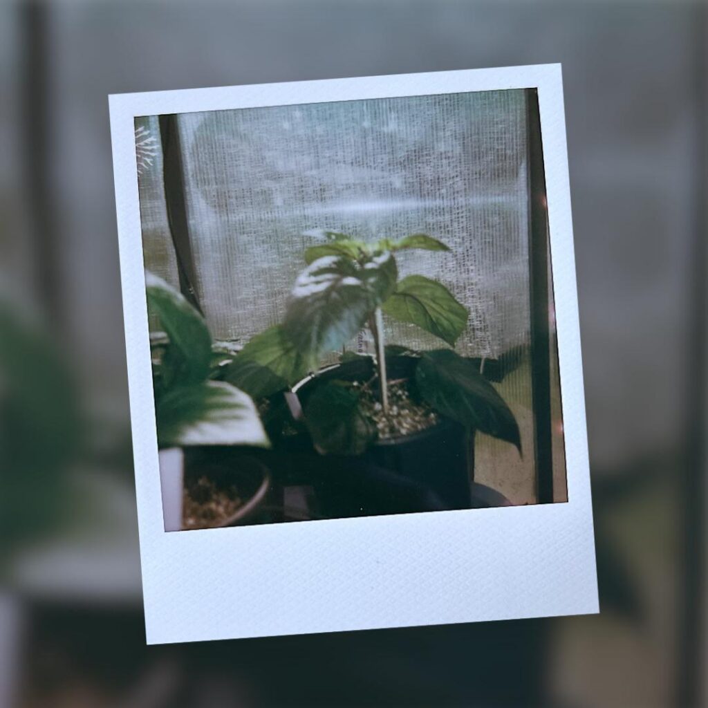 A Polaroid from the greenhouse