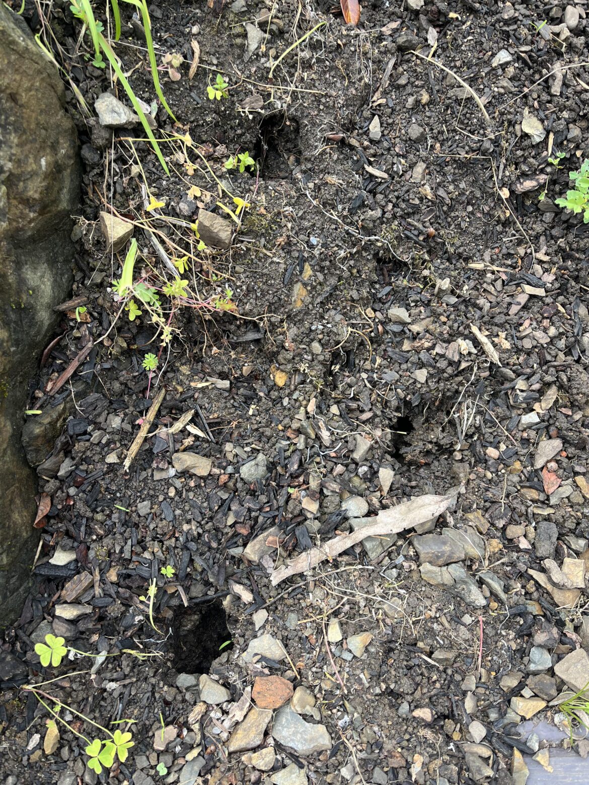 Are these holes caused by rats or gophers?