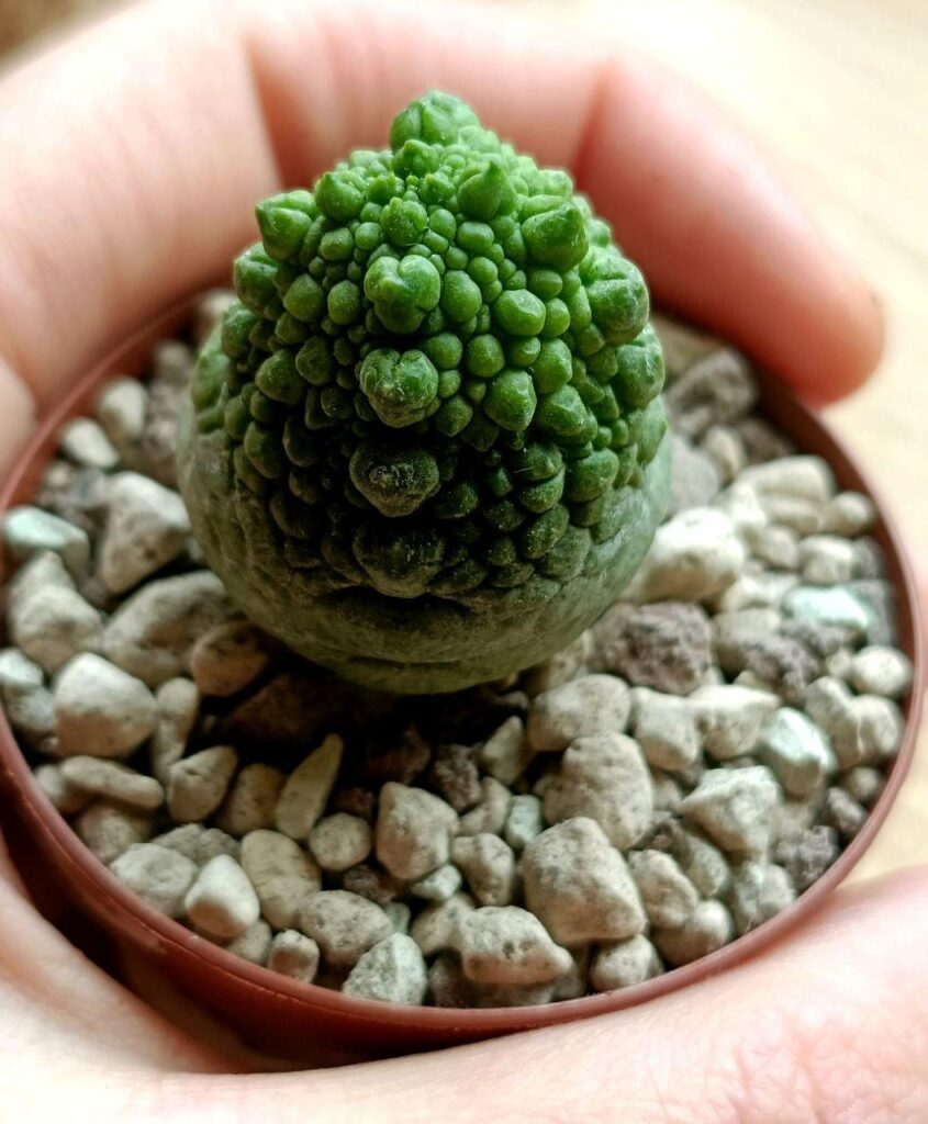 Help with identification plz