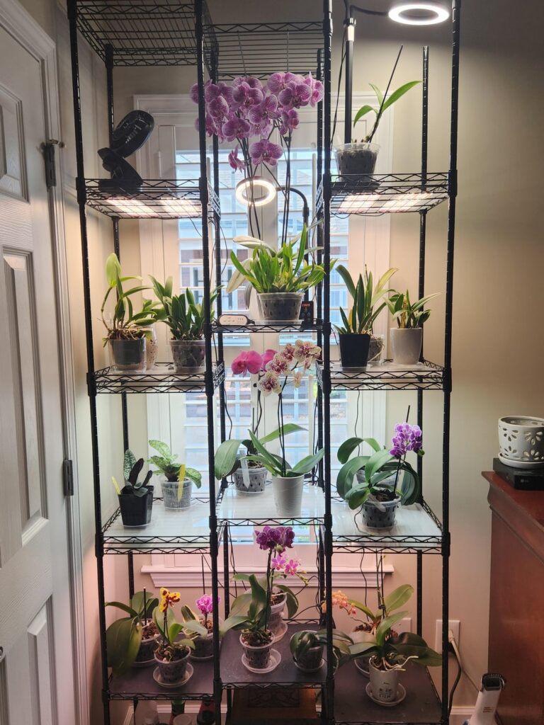 Current Blooms