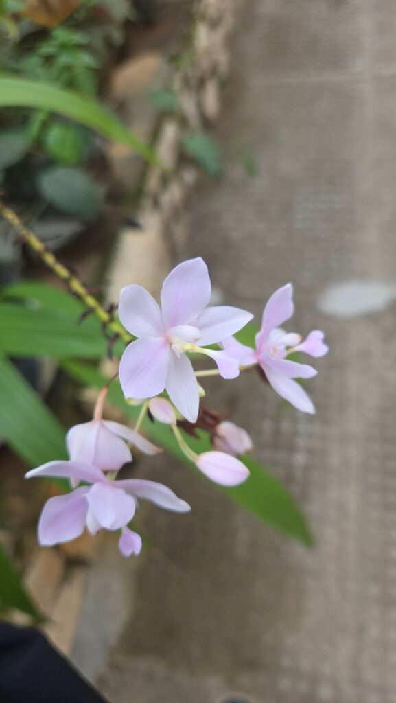Anyone know what these pretty flowers are?