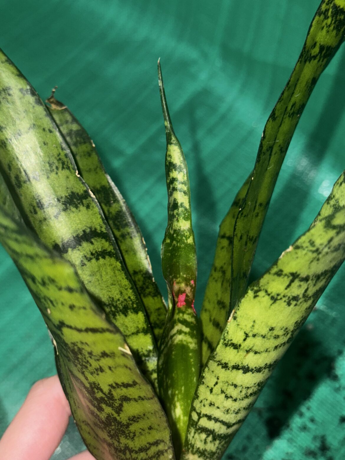 pink/magenta spots on snake plant