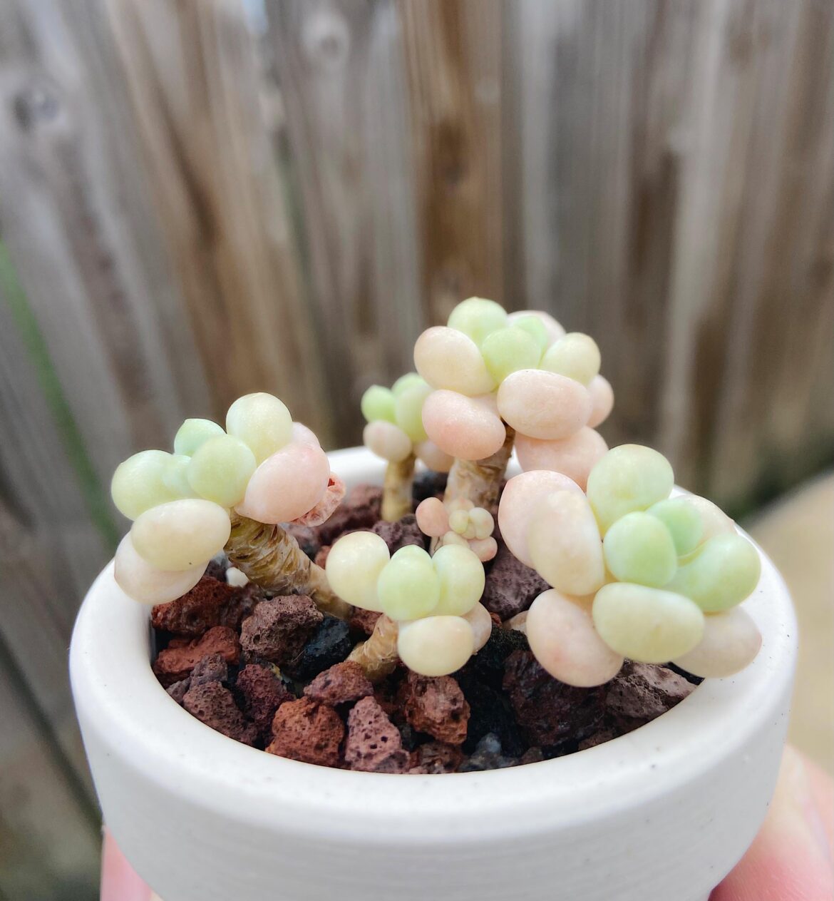 Cute miniature for small space❤️👀