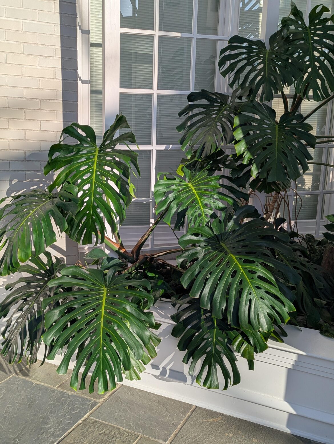 In the atrium at my work