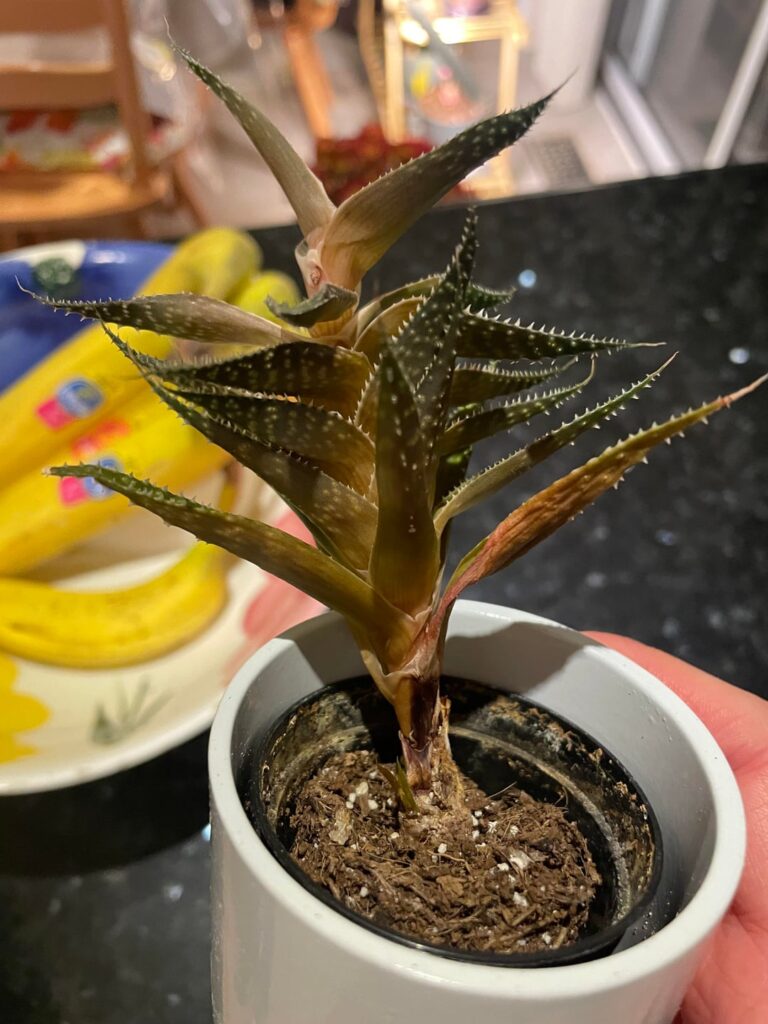 1.5 years after “rescuing” this plant