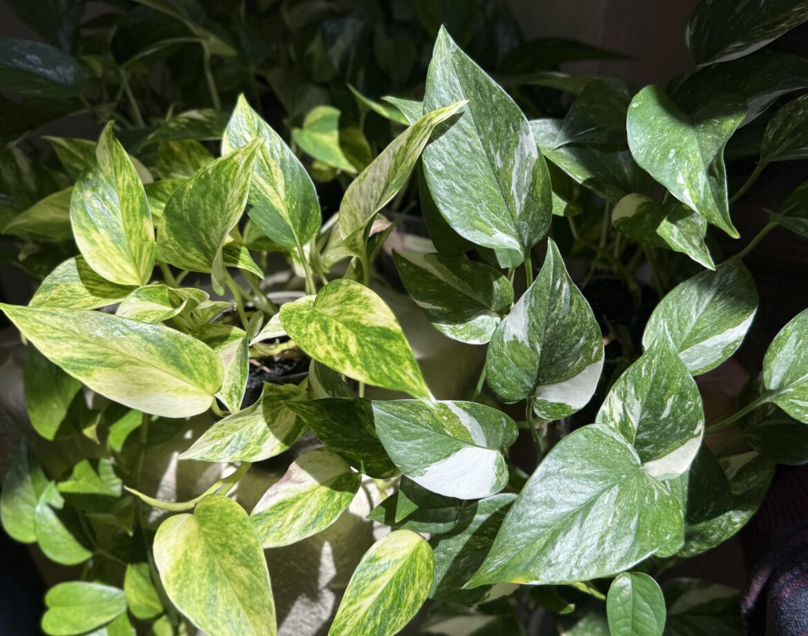 Gold vs white