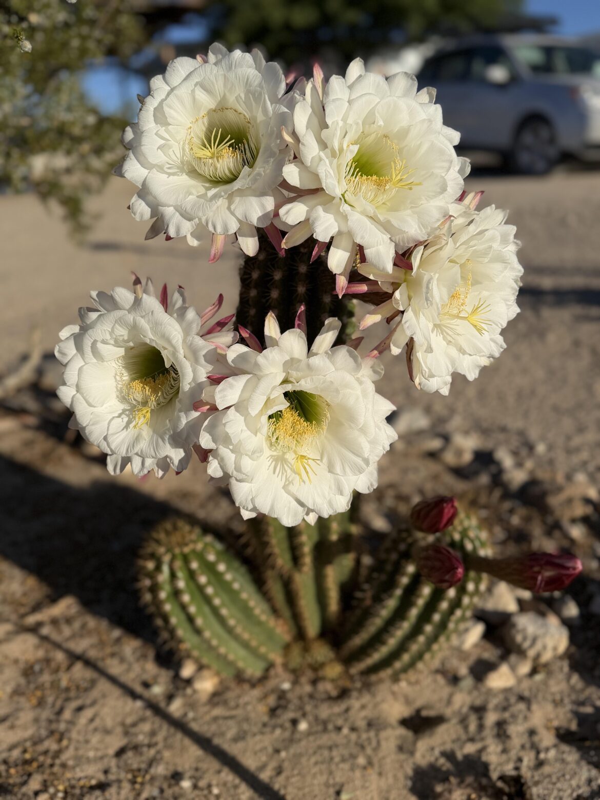 Morning blooms