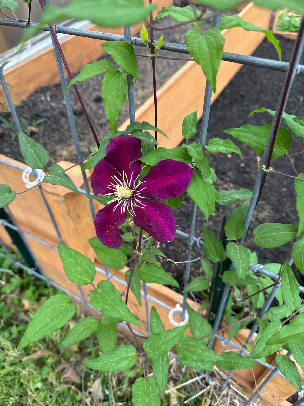 Wife planted this a few years ago and doesn't remember what it is. N. AL