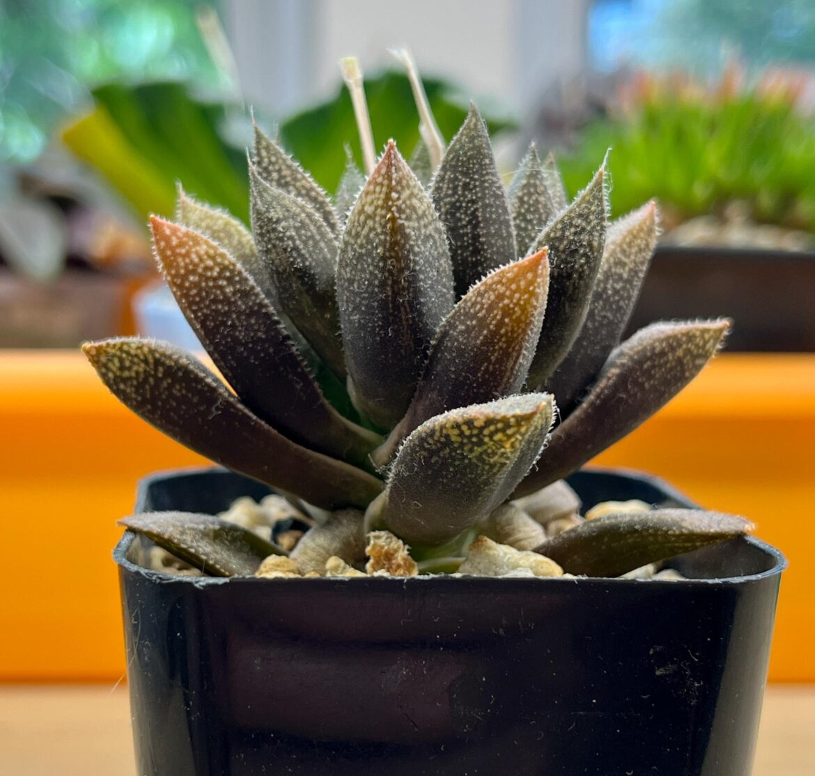 6yrs old, homegrown from seed (from a free seed packet with my first order from Renny)