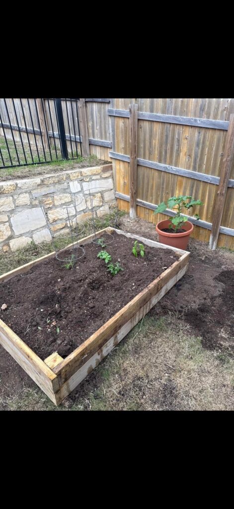 Pepper plant recommendations + small raised bed advice (Georgetown) Pepper plant recommendations + small raised bed advice (Georgetown)