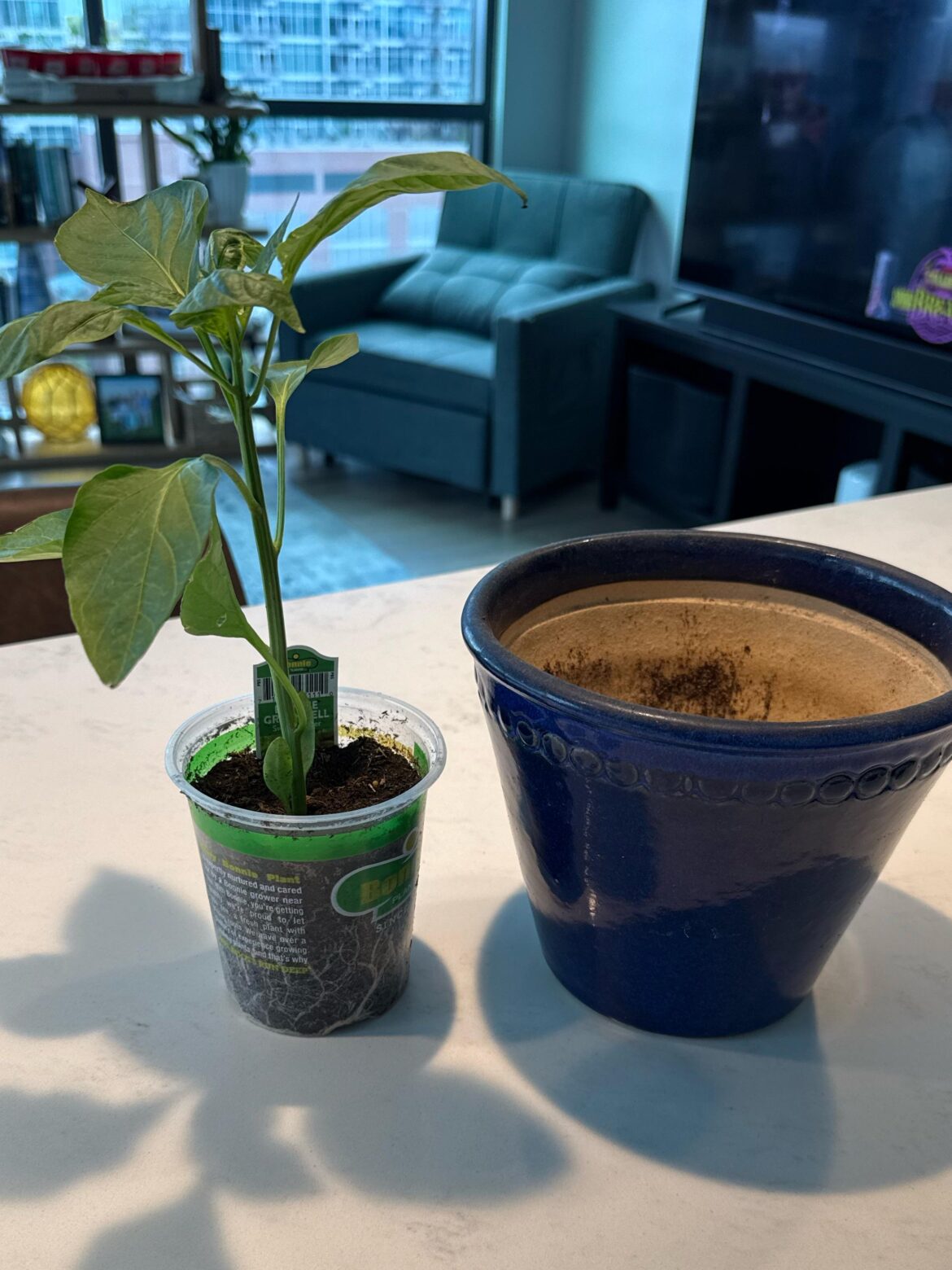 Transplant or Wait?