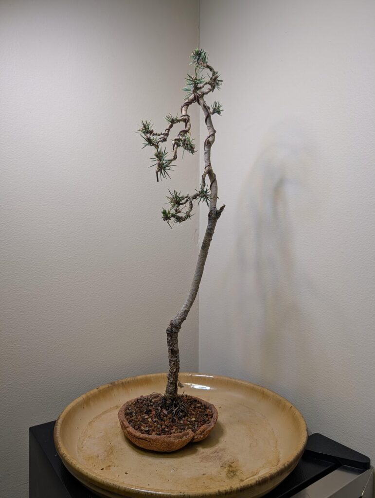 Bunjin Scots pine in the office this week Bunjin Scots pine in the office this week