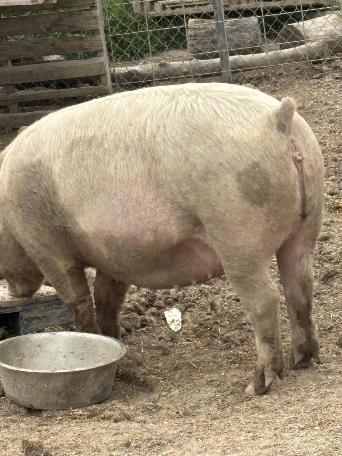 Oops! Is she bred?