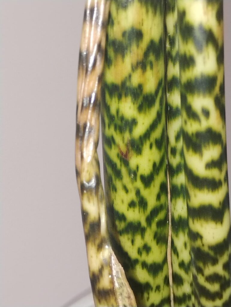 Alocasia Zebrina crinkled stem and yellow leaf 🌿