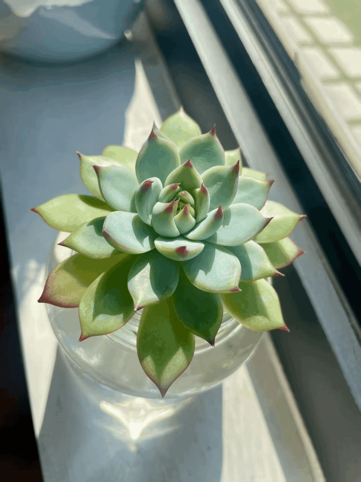 The beauty