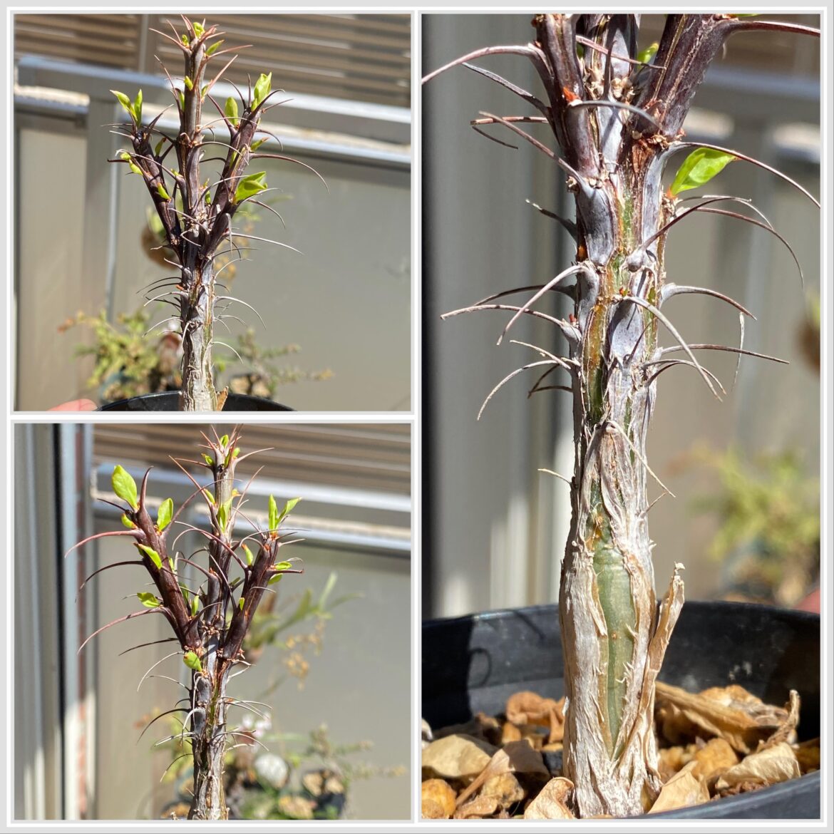 Fouquieria splendens awakens