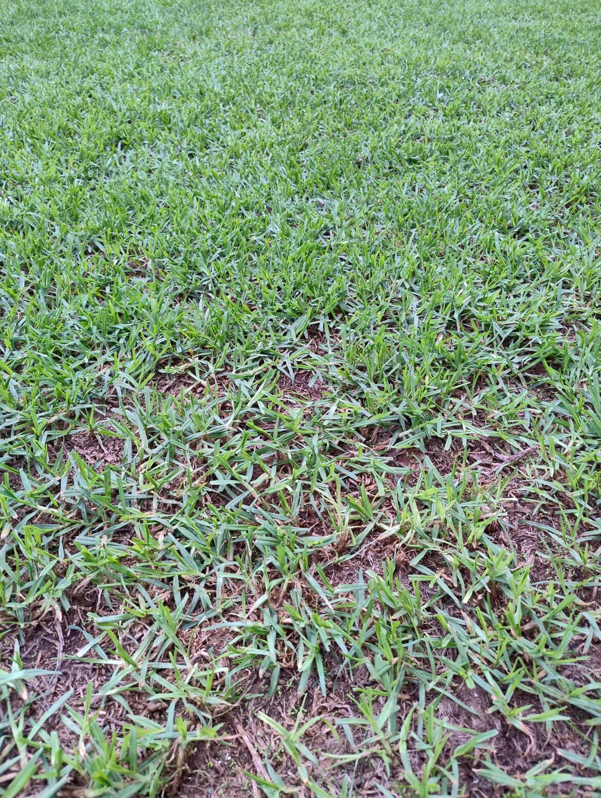 Is this Kikuyu grass?