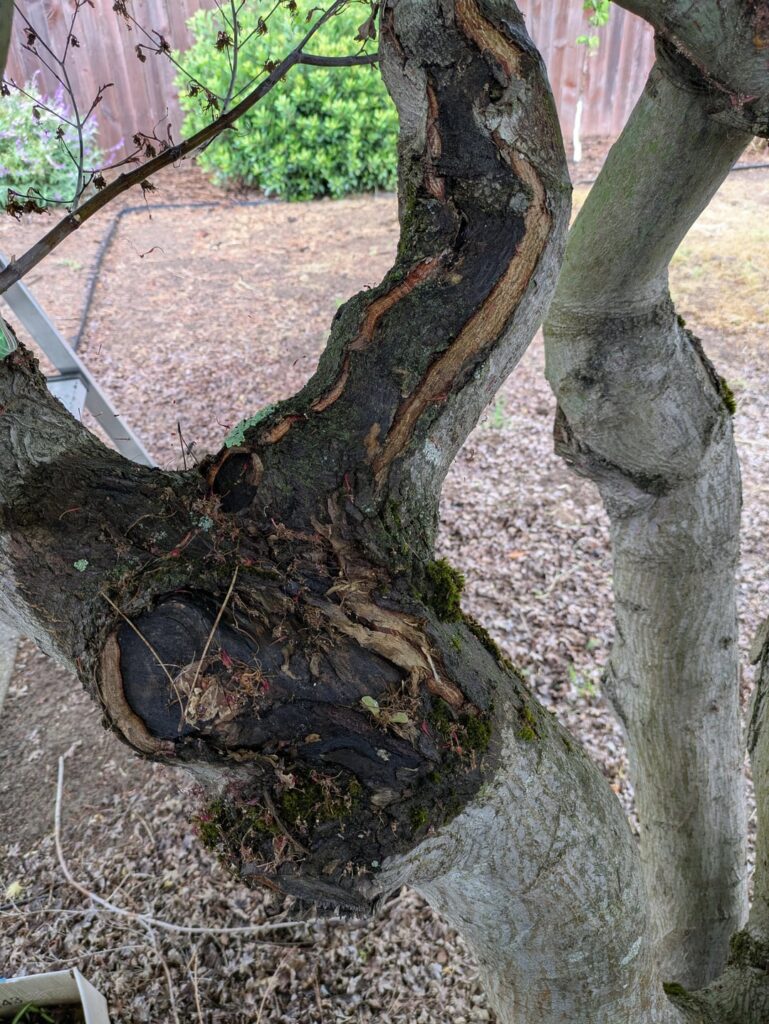 Japanese Maple Trunk Damage