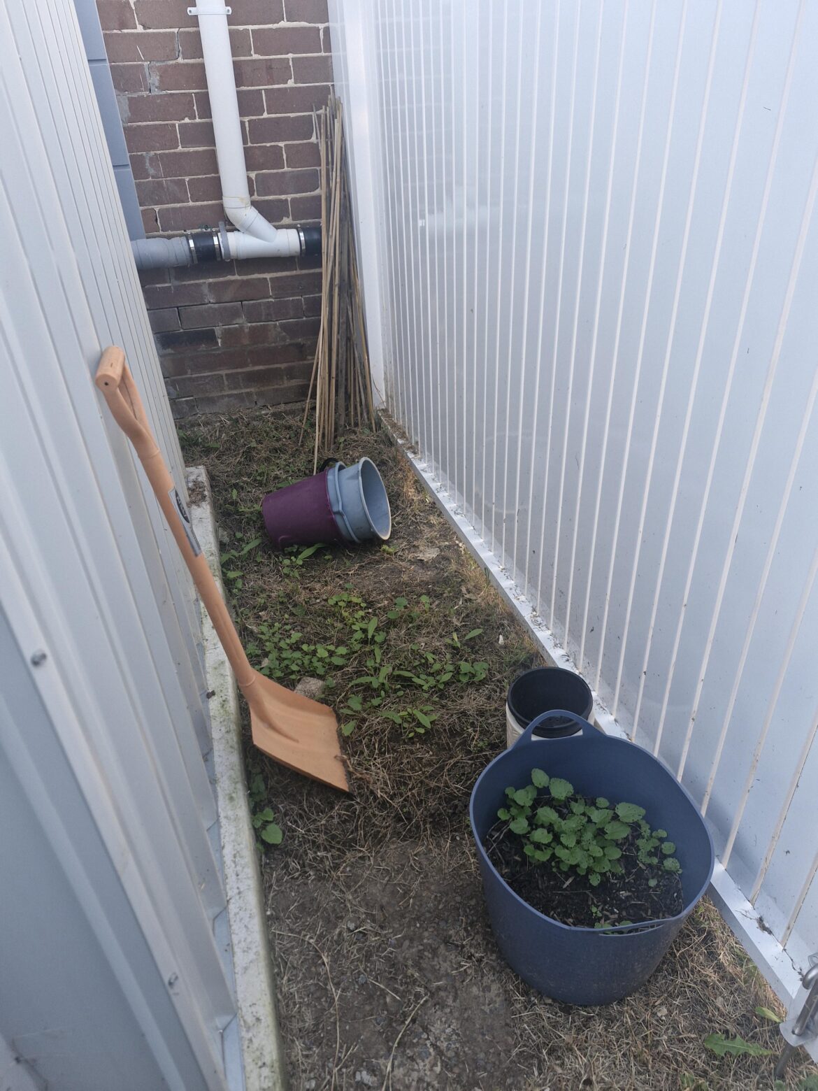 What can I grow behind the shed?