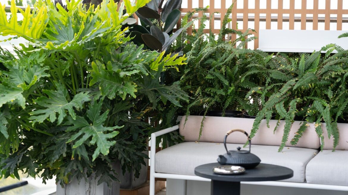 How to Stop Balcony Containers Overheating by June: 5 ideas Balcony containers overheating