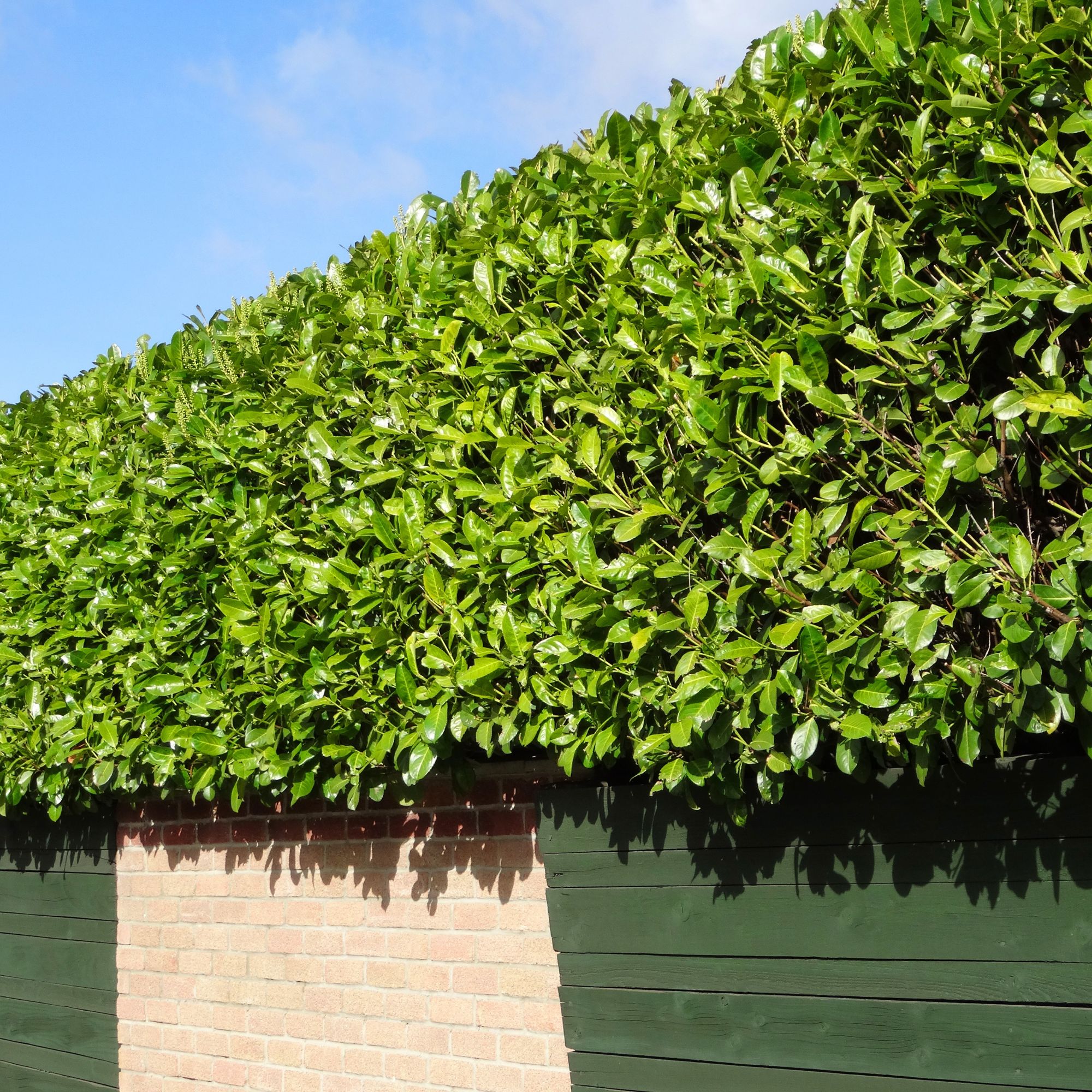 Cherry laurel hedging