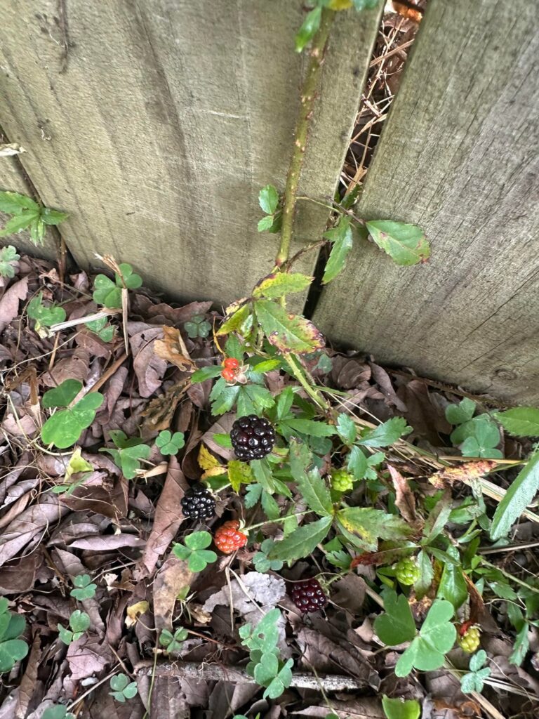 Found this along my property Found this along my property