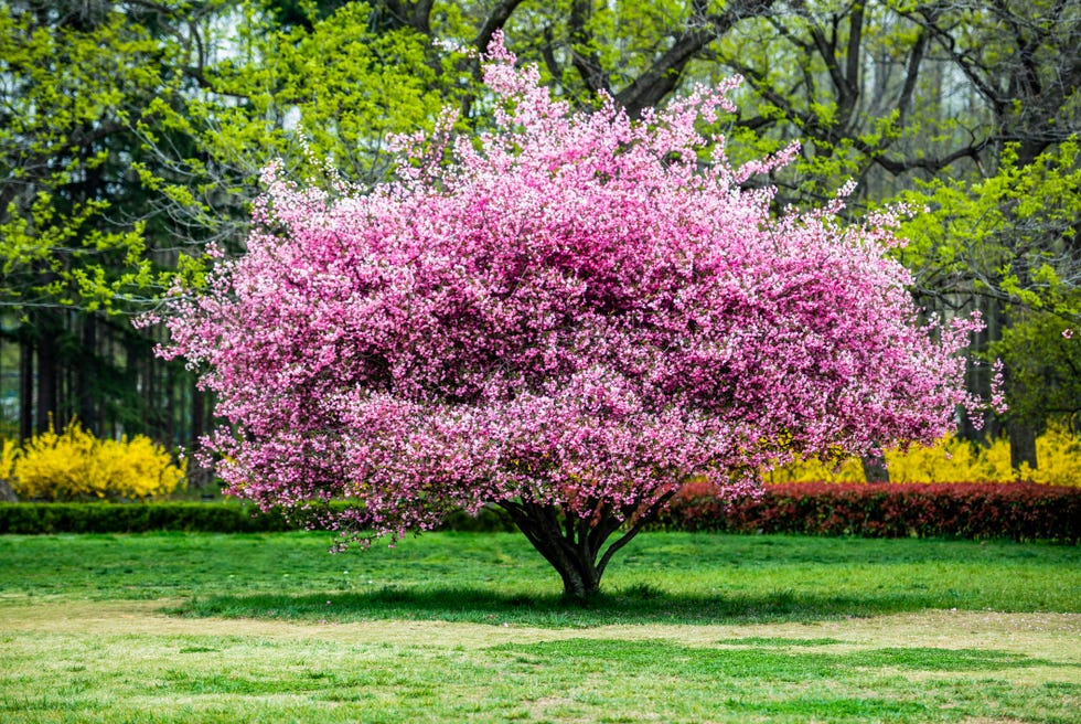 pink flowering trees crabapple pink flowering trees crabapple