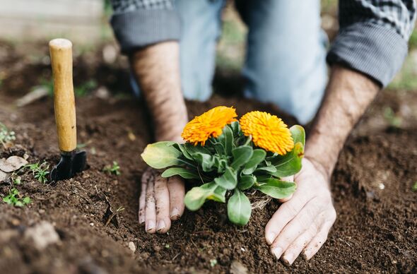 Man planting flowers in his garden