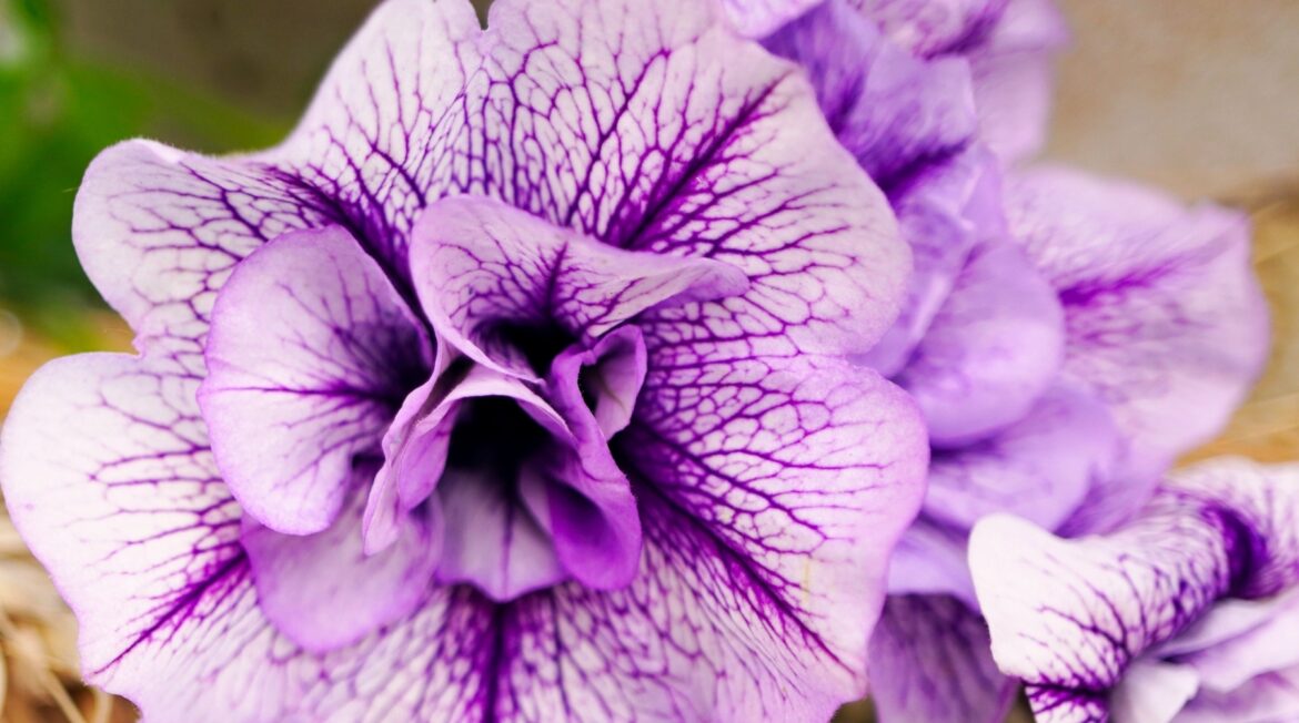 Dakota Gardener: Petunias — Tried & True Dakota Gardener: Petunias — Tried & True
