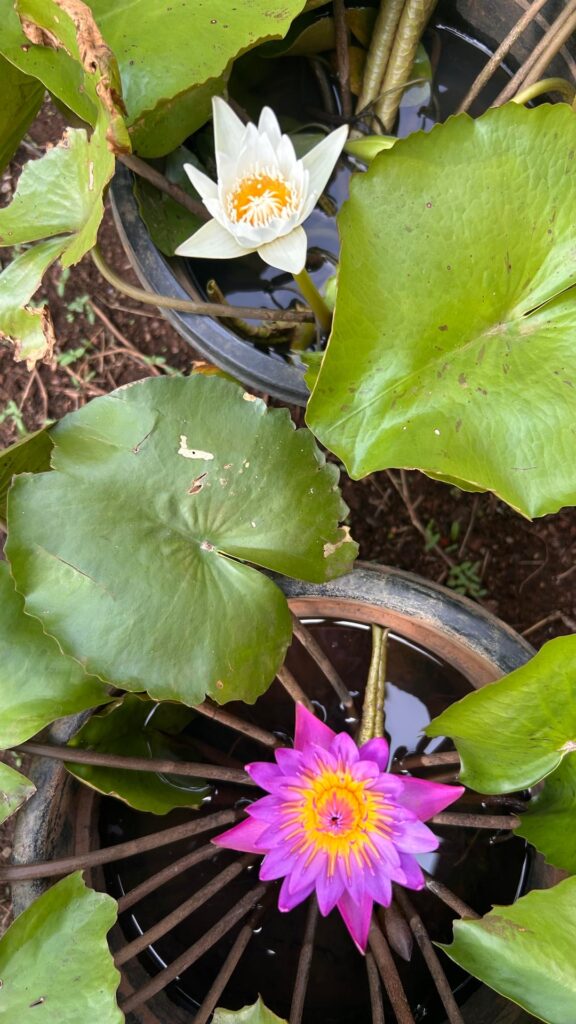 Water Lillies